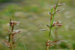 Themeda anathera